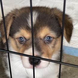 Pembroke Welsh Corgi Puppies from Kilgore’s Puppies of Greers Ferry Lake
