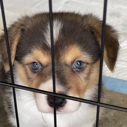 Pembroke Welsh Corgi Puppies from Kilgore’s Puppies of Greers Ferry Lake