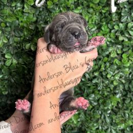 Stormy - Mantle female Great Dane puppy in Granbury, Texas from Anderson Blau’s Great Danes & French Bulldogs