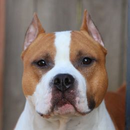 Memphis - American Staffordshire Terrier