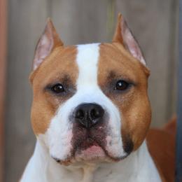 Memphis - American Staffordshire Terrier