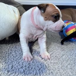 Green collar - Red female American Staffordshire Terrier puppy in Cloverdale, Indiana from Woodshire American Staffordshire Terrier’s