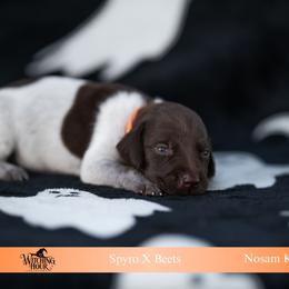 Coven (please fill out an application if interested) - Liver roan female German Shorthaired Pointer puppy in Greensburg, Kentucky from Nosam Kennels- Hungarian Vizslas, and German Shorthairs Located in Kentucky