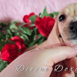 Piper English Cream AKC - Cream female Dachshund puppy in Kansas City, Missouri from Divine Doxies LLC
