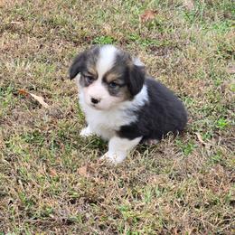 2 - green collar boy - Black and tan male Pembroke Welsh Corgi puppy in Harrisburg, Illinois from Parish Corgis