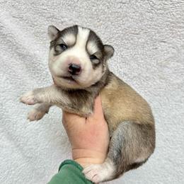 Heidi - Gray and white female Siberian Husky puppy in Lunenburg, Vermont from SNOW WOOLY HUSKY