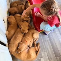 Grey-Olaf - Dark golden male Golden Retriever puppy in Smithfield, Utah from Golden Palms Puppies