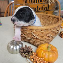 Pumpkin - White and black male Dalmatian puppy in Grant, Michigan from Savannah Woltanski