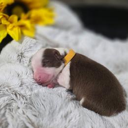 Yellow Collar - Red tri-color female Miniature American Shepherd puppy in Statesboro, Georgia from Azure Miniature American Shepherds