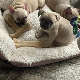 French Bulldog Puppies from Orderofthebulldogs, LLC