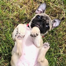 Pug Puppies from A Grumble of Love Kennels
