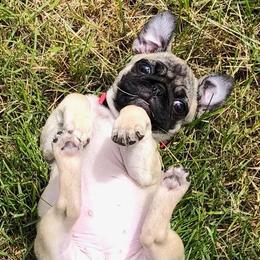 Pug Puppies from A Grumble of Love Kennels