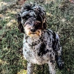 Birdie - Labradoodle