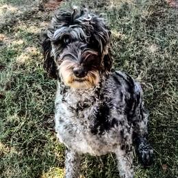 Birdie - Labradoodle