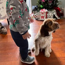 English Springer Spaniel Puppies from Sweet Southern Spaniels