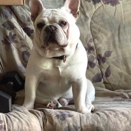 Bruno mars - French Bulldog