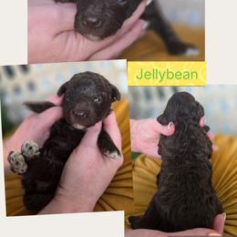 Jellybean - Chocolate male Goldendoodle puppy in Decatur, Tennessee from Diamond's Doodles