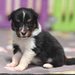 Reese - Black white and tan female Shetland Sheepdog puppy in Wolcott, Indiana from Southside Shelties