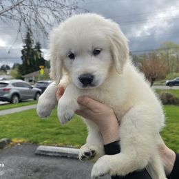 Boy 2 - Light golden male Golden Retriever puppy in Marysville, Washington from Alpine Valley Ranch-European English Cream Golden Retriever