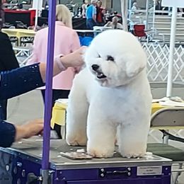 Hairy Joe - Bichon Frise