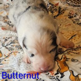 Butternut - White and blue merle male Border Collie puppy in Gaffney, South Carolina from On the Lamb