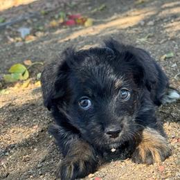 Kitten - Black and tan female Corgipoo puppy in Longmont, Colorado from Colorado Miniature Bernedoodle Puppies