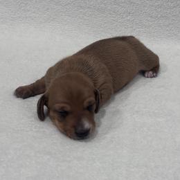 Dachshund Puppies from KJ Kennels of NJ
