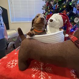 Drax-  orange - Dapple male Dachshund puppy in Pittsburg, California from Super Hero Dachshunds