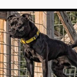Prime - Staffordshire Bull Terrier