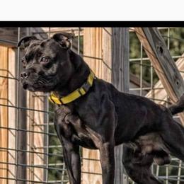 Prime - Staffordshire Bull Terrier