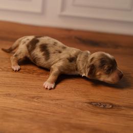 Blue - Dapple male Dachshund puppy in Miami, Florida from Maitime Dachshund