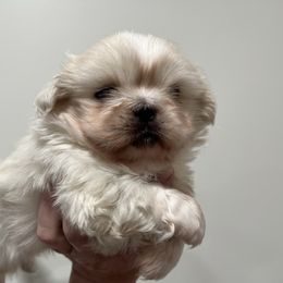 Brax full AKC - Cream male Pekingese puppy in Pennsylvania from Triple I Pekes