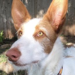 Ozzy - Ibizan Hound