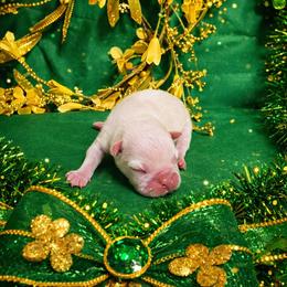 Cream Boy - Seal and white male Boston Terrier puppy in George West, Texas from JT Bostons