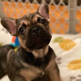 French Bulldog Puppies from Nuthin’ But Frenchies