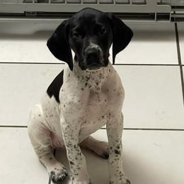 German Shorthaired Pointers from Salt City GSPs