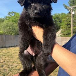 Black Male - Black male German Shepherd puppy in Twin Lake, Michigan from Drago Team ~ Michigan K9