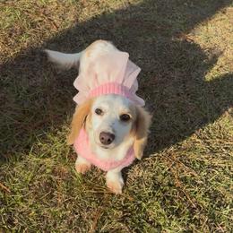 Dachshund All Grown Up from Doxie Bunch
