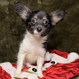 AKC Girl 2 - White and black female Papillon puppy in Joshua, Texas from Summertime Kennels