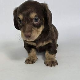 Cloud - Chocolate and cream male Dachshund puppy in Dinwiddie, Virginia from White Oak Kennels