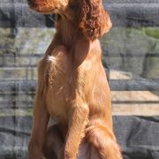 Irish Setters from Redfeathers Irish Setters