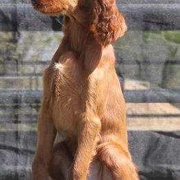 Irish Setters from Redfeathers Irish Setters