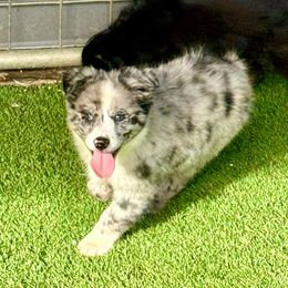 Blue female - Blue merle female Miniature Australian Shepherd puppy in Lemon Cove, California from Magic Ranch Mini Aussies