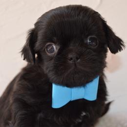 Griffin - Black male Shih Tzu puppy in San Tan Valley, Arizona from My Puppy Tzu