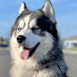 Siberian Huskies from Polo Breeding Program