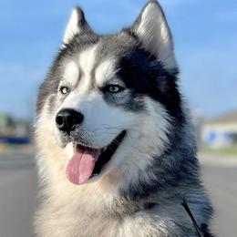 Siberian Huskies from Polo Breeding Program