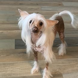 Amity - Chinese Crested