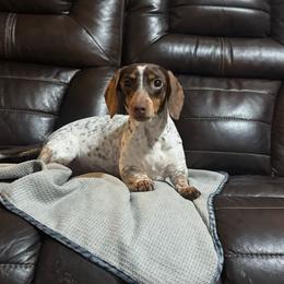 Heidi - Dachshund