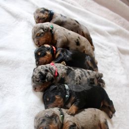 Bernedoodle and Goldendoodle Puppies from Central Texas Doodles, LLC.