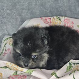 Leia - Black and tan female Pomeranian puppy in Laredo, Texas from SASH Poms
